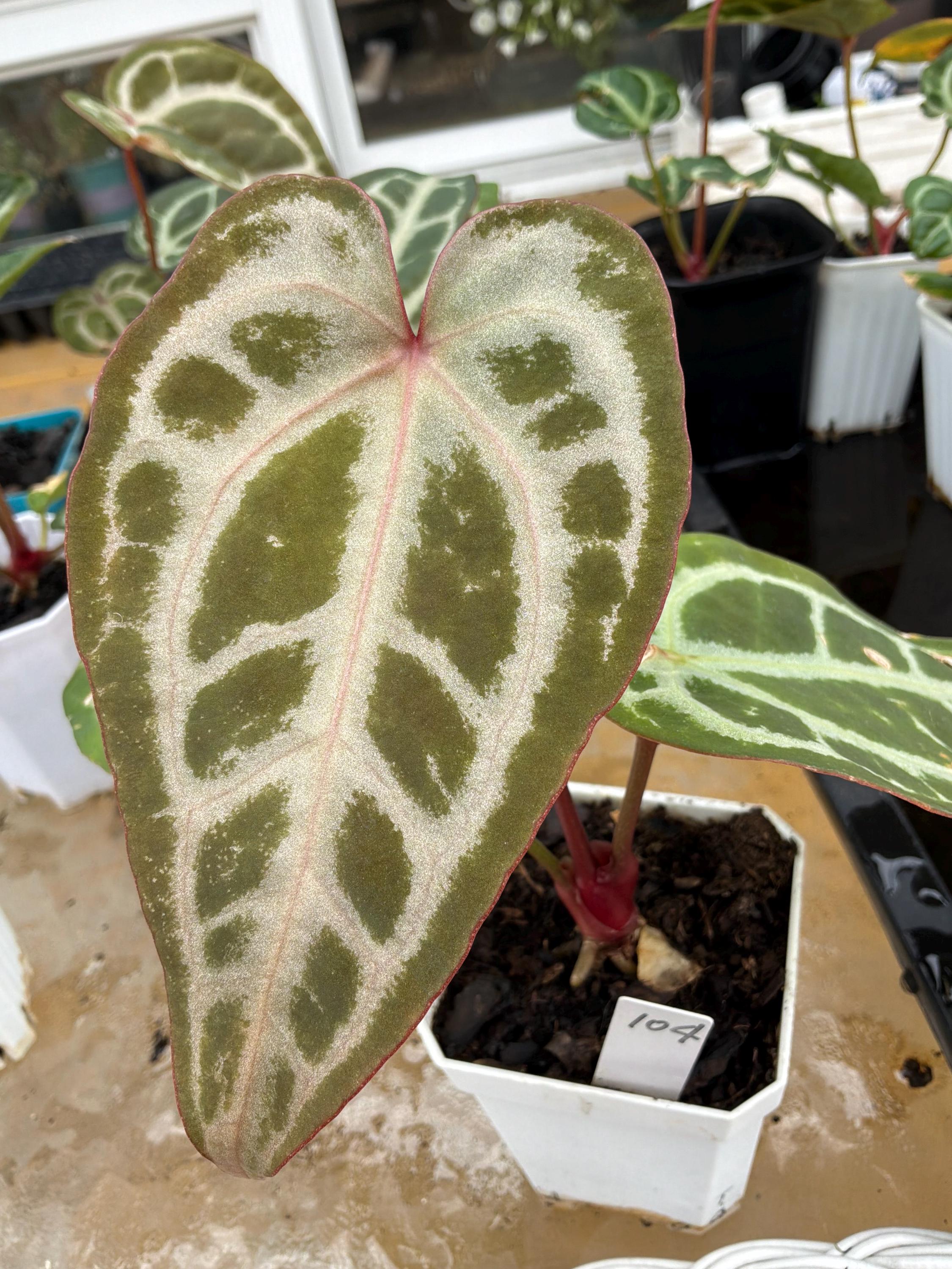 m*w様 Anthurium Crystallinum × SKG Silver Anthurium Red Crystallinum X SKG Silver Red 104 - Etsy