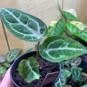 Anthurium Skg Silver - Etsy