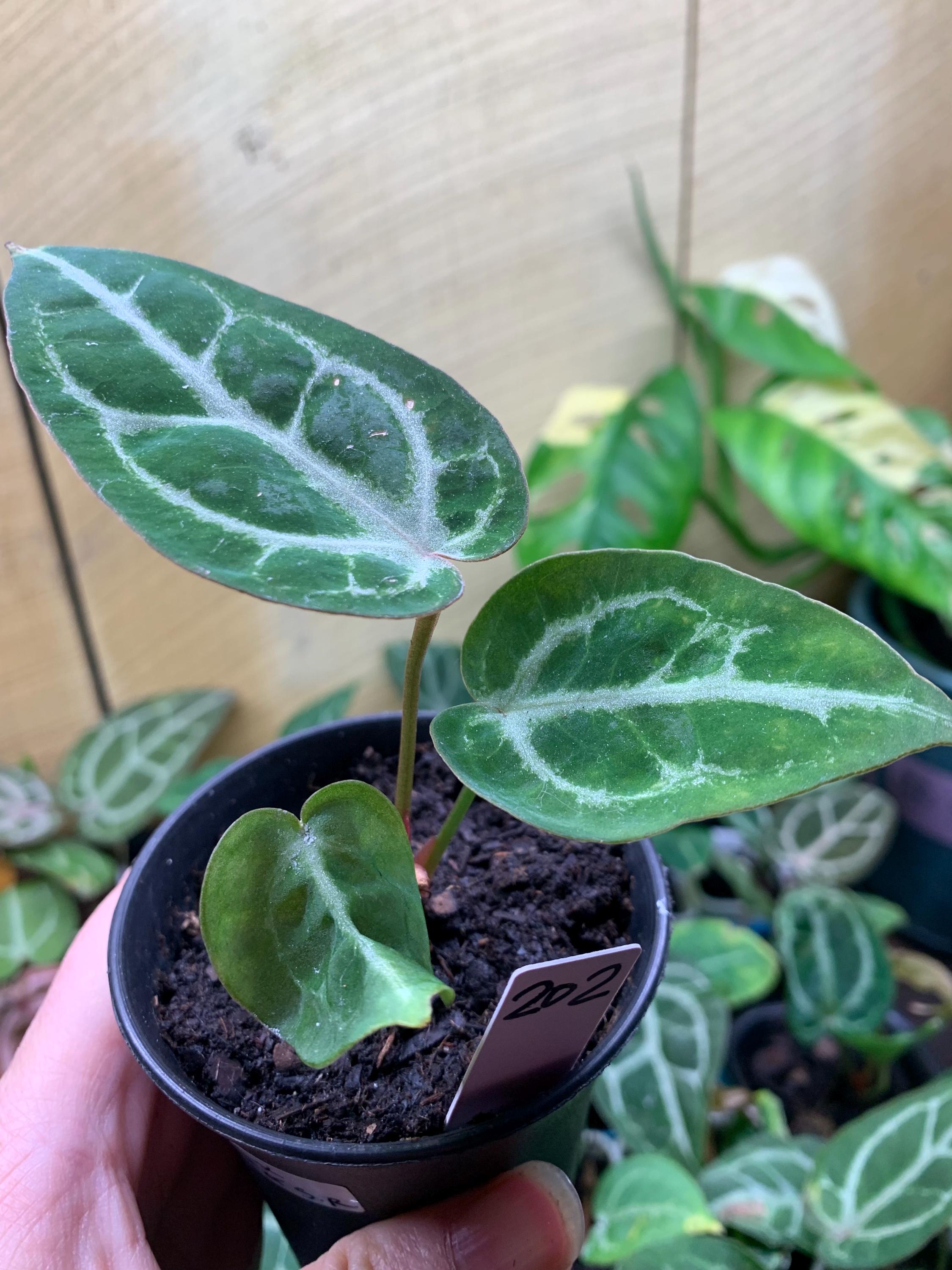 Anthurium Skg Silver - Etsy