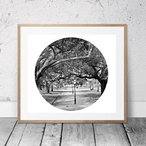 Black & White Photo of The Battery, Charleston, SC, Live Oak Trees, Gardens