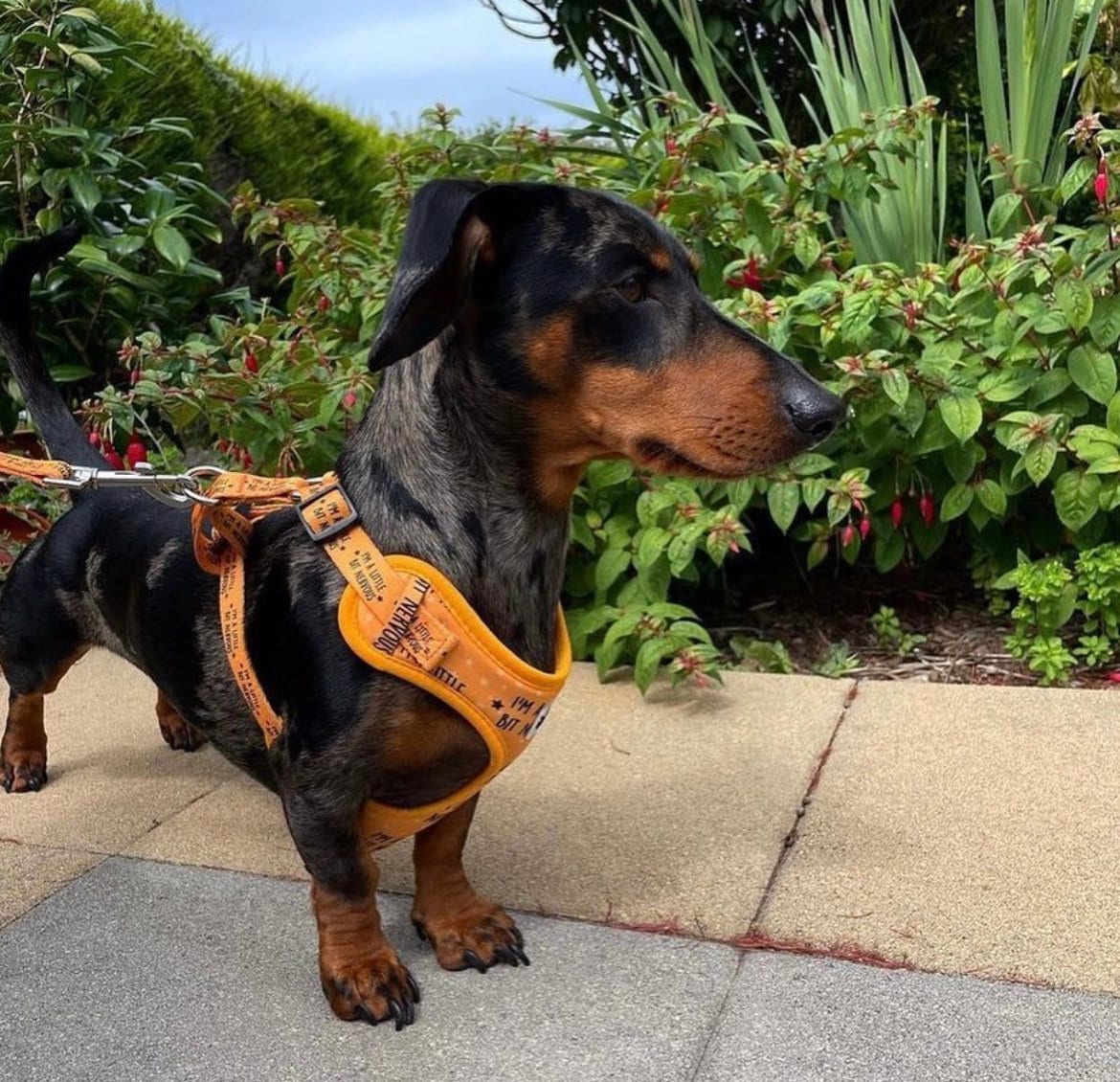 Nervous dog store harness and lead