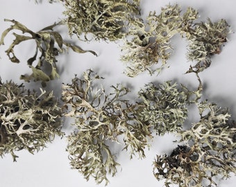 Lichen séché, fleurs séchées, plantes séchées, plante séchée argentée, lichen gris, lichen naturel, artisanat pour la résine, fournitures naturelles, lot de 10