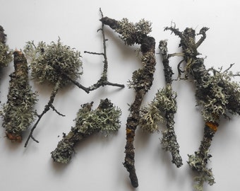 Dried Tree Branches  with Lichen, set of 4/7/15. Tree Lichen, Fairy Garden, Supply Natural Decor, Craft supplies, Terrarium craft.