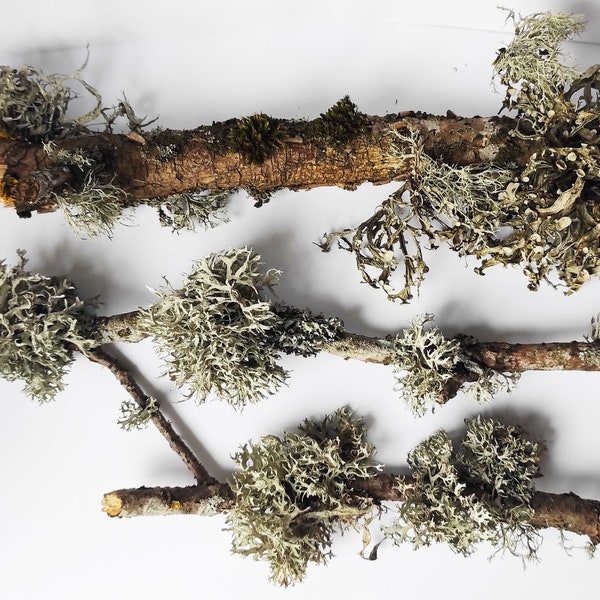 Dried Tree Branches  with Lichen, set of 5. Tree Lichen, Fairy Garden, Supply Natural Decor, Craft supplies, Terrarium craft.