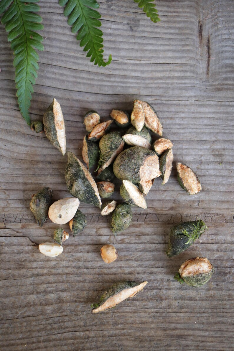 May include: A collection of dried, irregular botanical seed pods or nut fragments with a textured, dark green exterior and a light beige, woody interior. The pieces vary in size and shape, displaying a rough, natural surface with exposed inner flesh.
