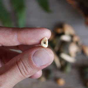 May include: A small, off-white, irregularly shaped seed with a dark brown circular center. The seed has a smooth, slightly textured surface and a pointed top edge, appearing as a natural botanical specimen held between two fingers for scale.