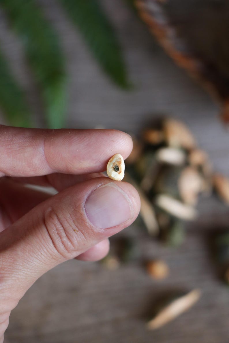 May include: A small, off-white, irregularly shaped seed with a dark brown circular center. The seed has a smooth, slightly textured surface and a pointed top edge, appearing as a natural botanical specimen held between two fingers for scale.