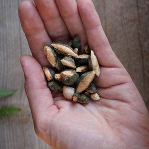 May include: A collection of small, irregularly shaped seeds or nut fragments with a dark green, textured outer shell and a light tan, woody interior. The pieces vary in size and form, displaying a mix of rough, dark green surfaces and exposed, smooth, light-colored woody textures.