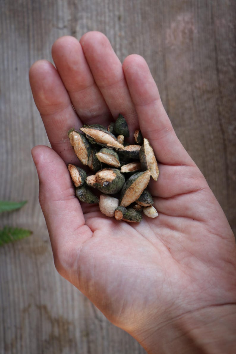 May include: A collection of small, irregularly shaped seeds or nut fragments with a dark green, textured outer shell and a light tan, woody interior. The pieces vary in size and form, displaying a mix of rough, dark green surfaces and exposed, smooth, light-colored woody textures.