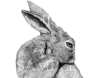 Fine Art A3 Print: "Hare", print of original by Martyn Fox