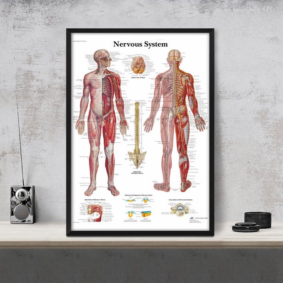 Nervous System Chart Poster