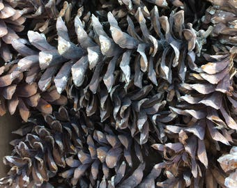 Natural Brown Pine Cones (50) Medium Size for Crafting, Rustic Home Decor, Nature Wedding 2"-4"