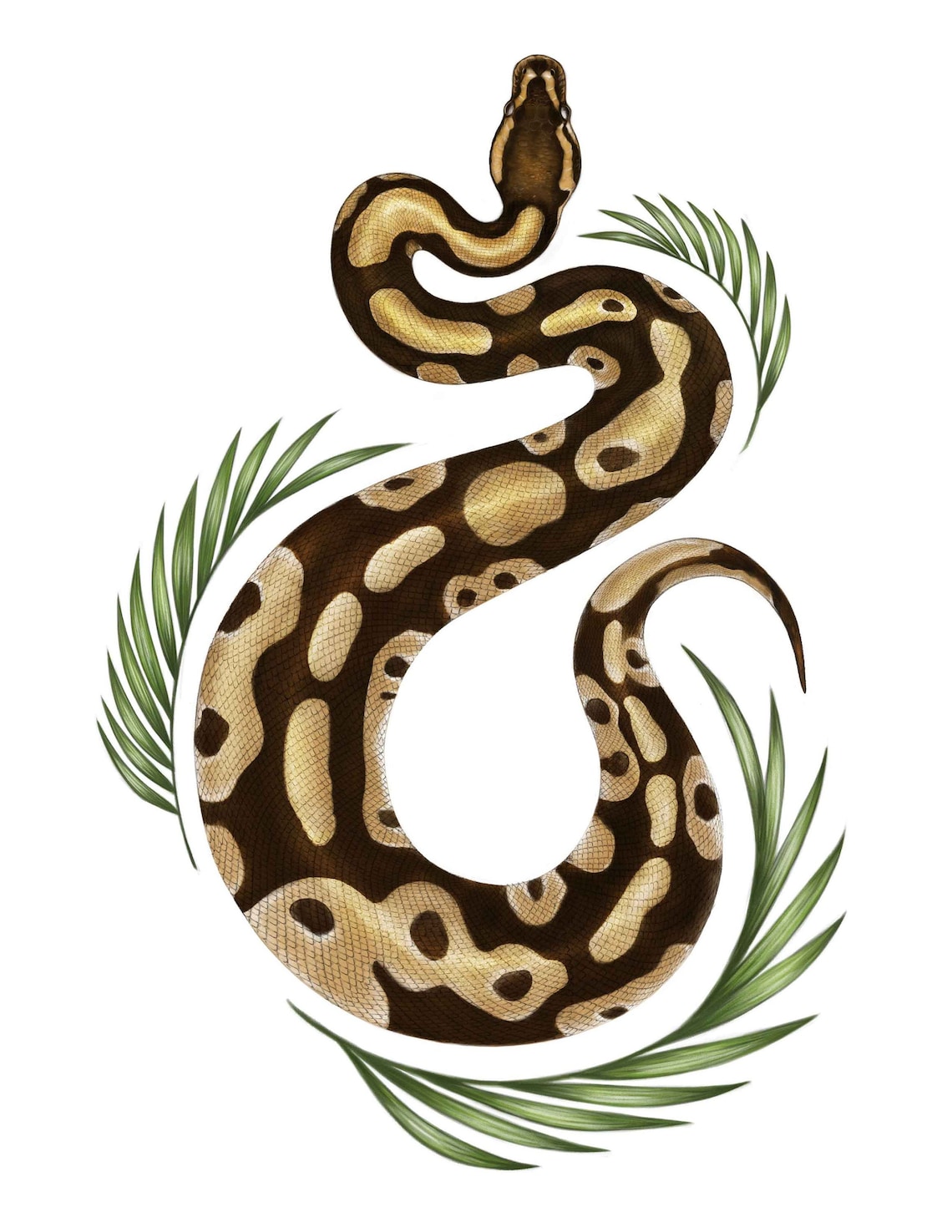 Ball Python Print 8x10 Print by Nate Hawks Ball Python Print, Natural ...