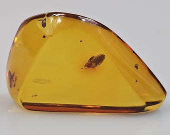 数百万年の間閉じ込められていたハエ虫が入ったバルト海産琥珀