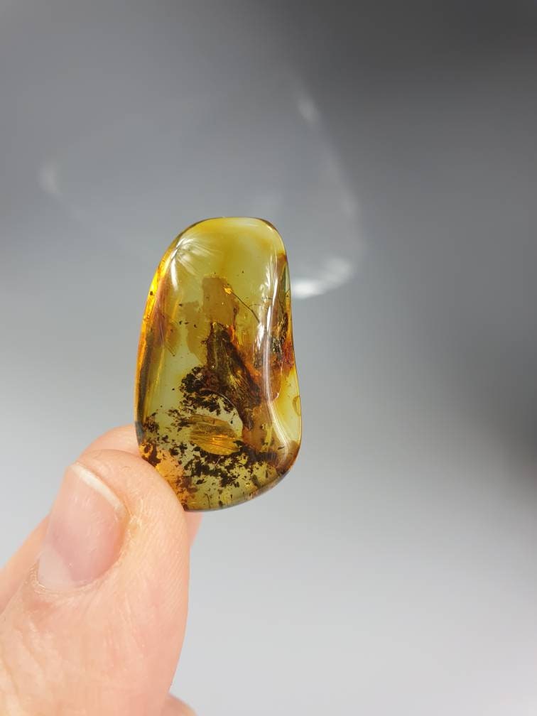 Amber Insect. Amber Bug. Amber Fossil. Inklusion in Amber