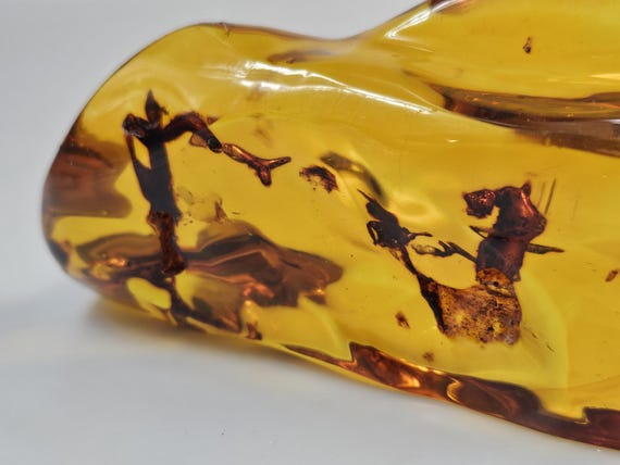 Amber Insect. Amber Bug. Amber Fossil. Inklusion in Amber