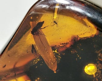 May include: Close-up of amber with preserved insects. The amber is a translucent, golden-brown color, with a dark, glossy surface. Several small insects are visible inside, including a larger insect with a wing.