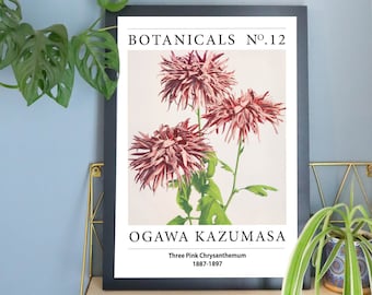 Ogawa Kazumasa - Three Pink Chrysanthemum Print |  Vintage Botanical Japanese Art | Unframed A3 A4 Wall Decor | Antique Floral Illustration