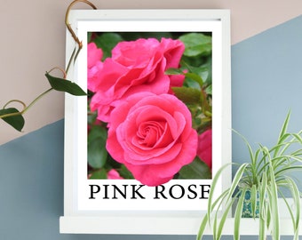 Pink Roses Floral Botanical Art Print | Unframed A3 A4 Wall Decor | Fluoro Bold Colourful Gallery Wall | Roses Flower Lover Gardener