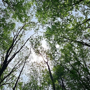 May include: An upward view of a forest canopy with tall, dark tree trunks and vibrant green leaves. The sun shines through the branches, creating a bright spot in the sky. The image captures a sense of nature and the outdoors.