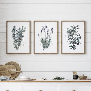 Botanical Herb Art Print Set: Rosemary, Lavender, Olive Trio