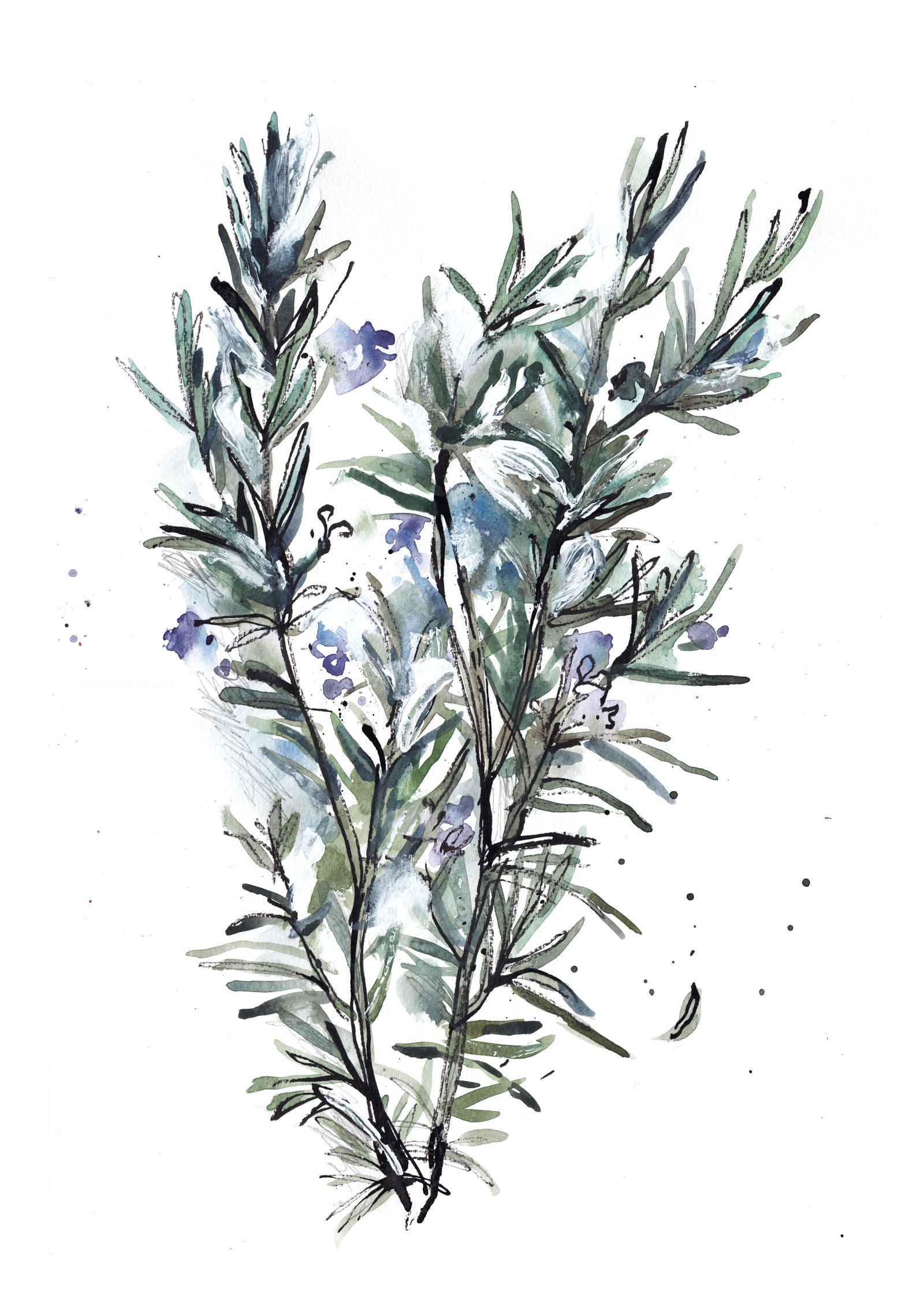 Rosemary Plant Print Rosemary Watercolor Art Herb Drawing Etsy