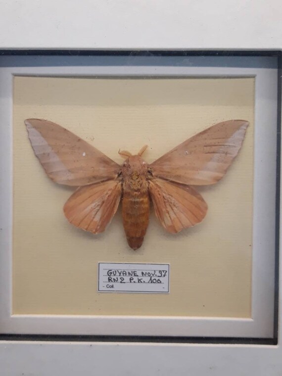 Francese Tassidermia Farfalla Falena Incorniciato Insetto Etsy