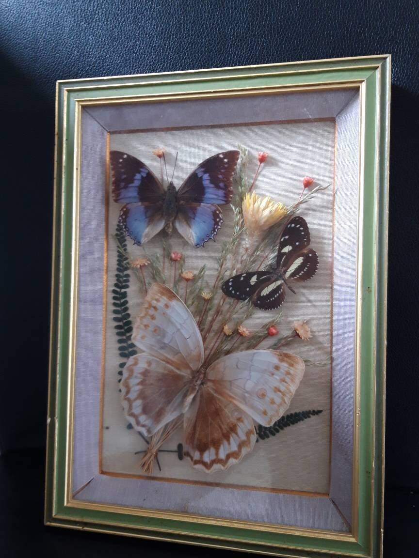 Affichage Encadré de Papillon Dans Le Cadre Normal