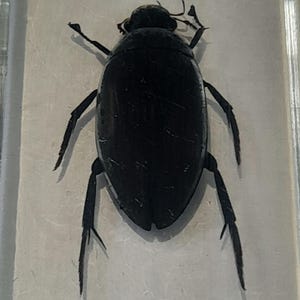 Op de afbeelding: Een zwarte kever met lange poten is bewaard in een transparante kunststof display case.