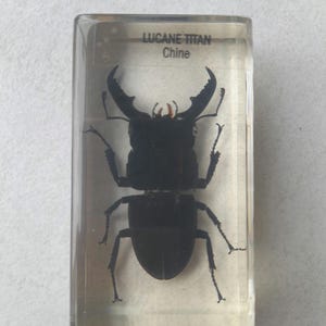 Peut inclure: Un scarabée noir avec de grandes mandibules est enfermé dans de la résine transparente. L'étiquette indique "LUCANE TITAN Chine".
