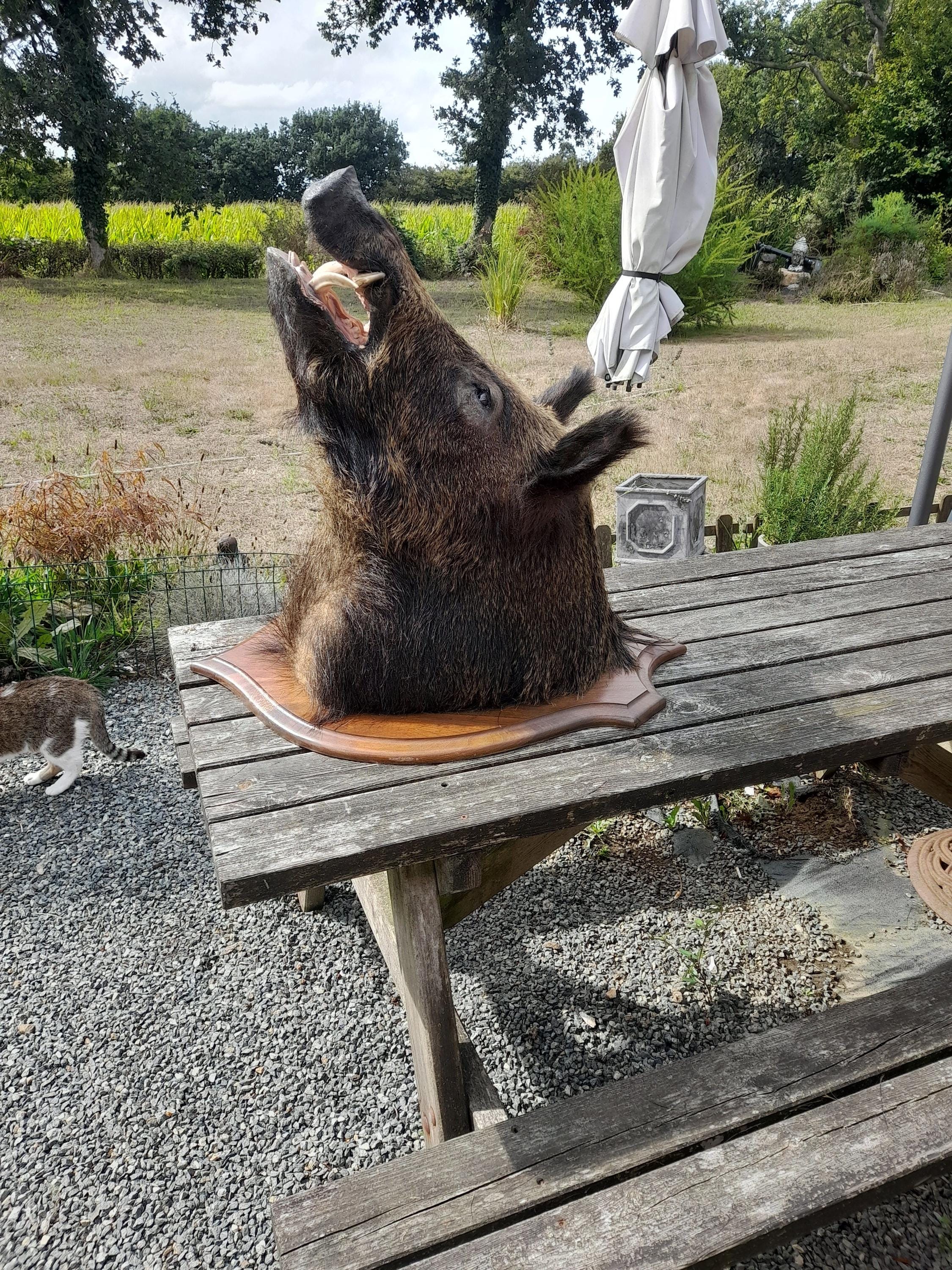 動物のはく製 - ビンテージ - Etsy 日本