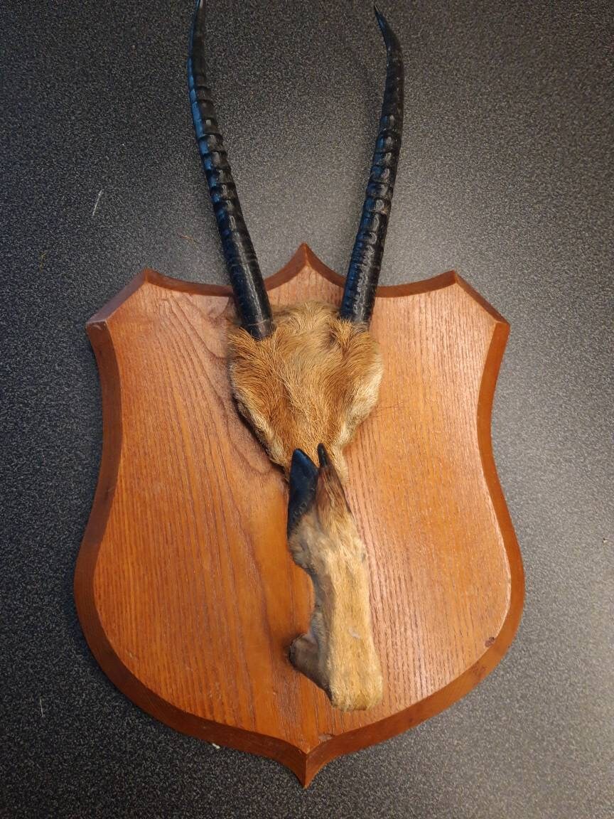 Français Taxidermie Chasse Trophée Bois de Cerf Cornes sur Le Bouclier