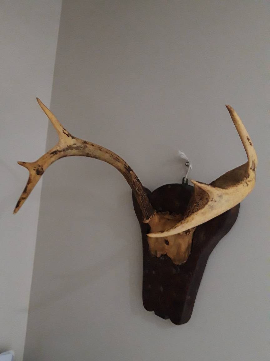 Bois de Cerfs Français Antiques et Chapeau Crâne sur Le Bouclier