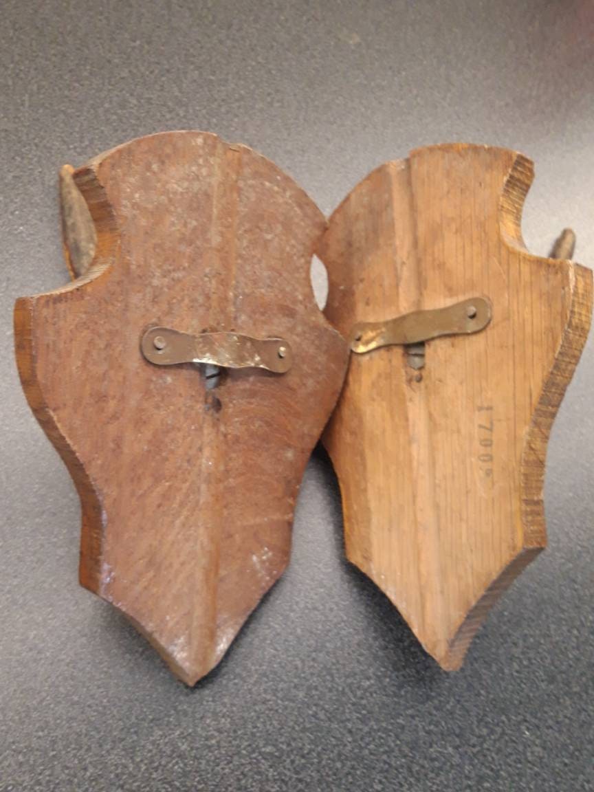 Pair of Taxidermy Horns Coat Hooks Etsy