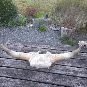May include: A mounted bull skull with long, curved horns and a patch of white fur. The horns are a light tan color, and the fur is a fluffy white. The skull is mounted on a dark brown wooden plaque. The piece is displayed on a weathered wooden table.