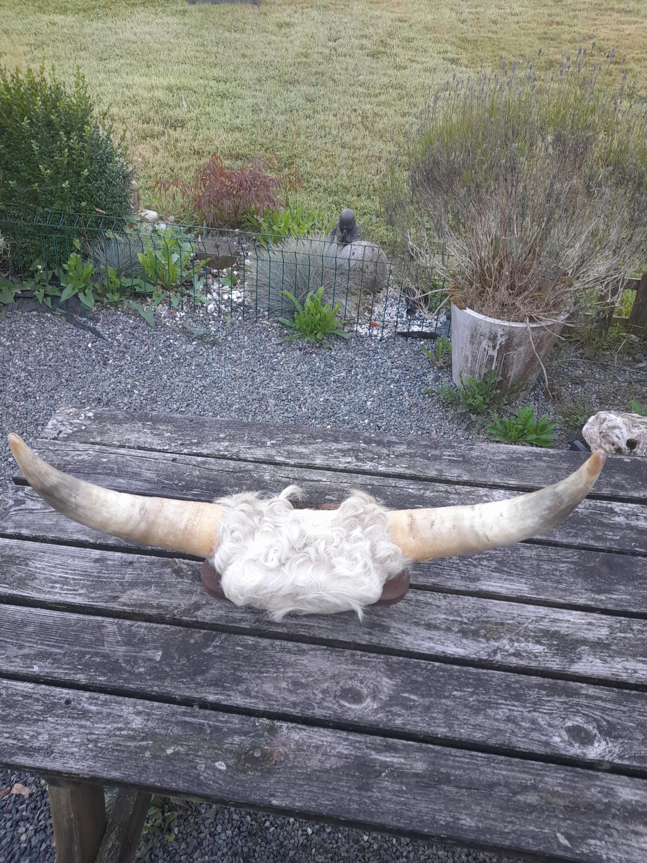 Corne De Taureau/vache Soufflée Vintage - 12 X 3" Avec Sangle Cuir Sculpté