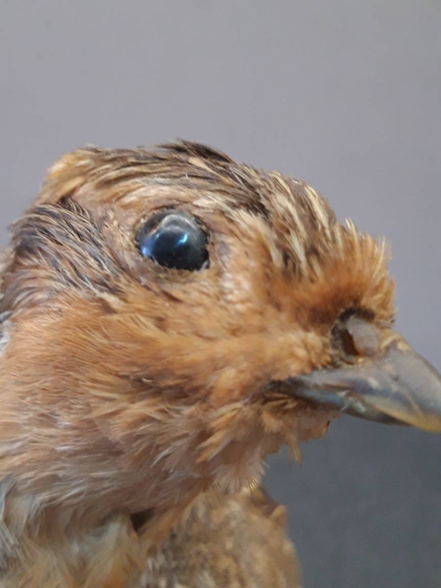 Perdrix de Taxidermie Vintage Français