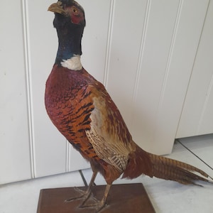 Può includere: Un fagiano tassidermizzato con piumaggio marrone, arancione e rosso, posato su una base di legno. L'uccello ha la testa nera, il collo blu e bianco e una lunga coda dettagliata. Il fagiano è un oggetto decorativo.