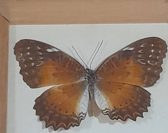 本物のオオムラサキチョウの額入り剥製 - Atlides halesus - Etsy 日本