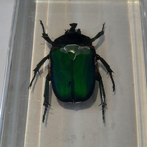 Peut inclure: Un scarabée vert et noir préservé dans de la résine transparente. Le scarabée a un corps vert métallique avec des pattes et des antennes noires.