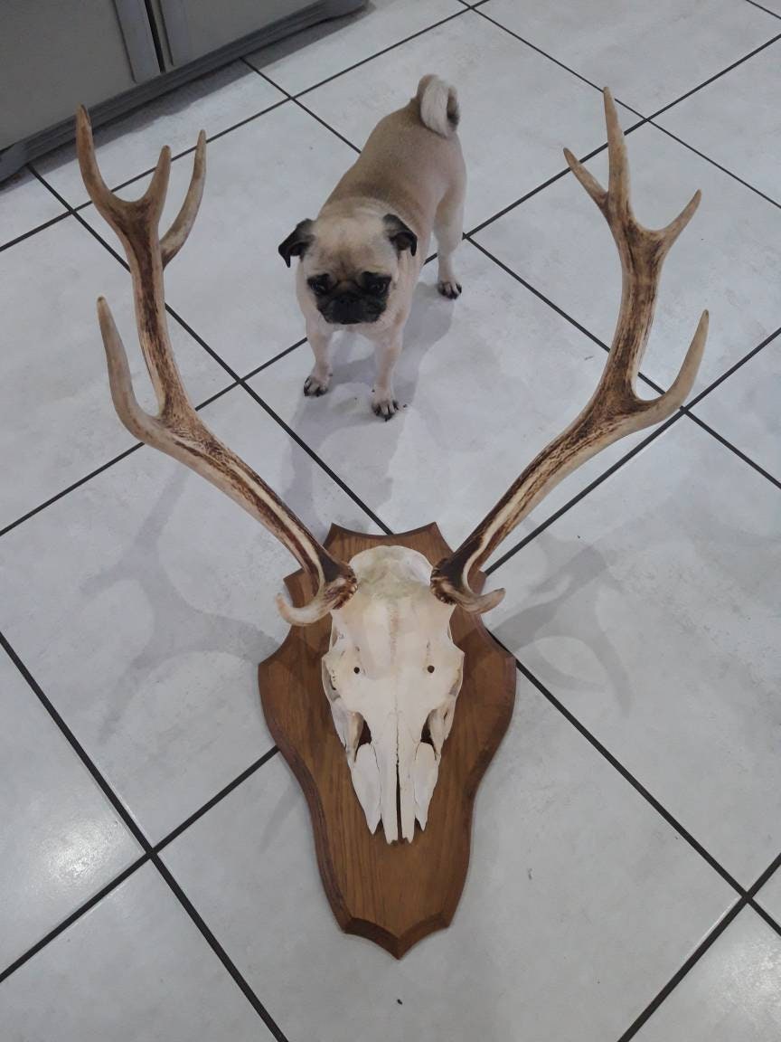 Grand Ensemble de Bois et Chapeau Crâne sur Le Bouclier