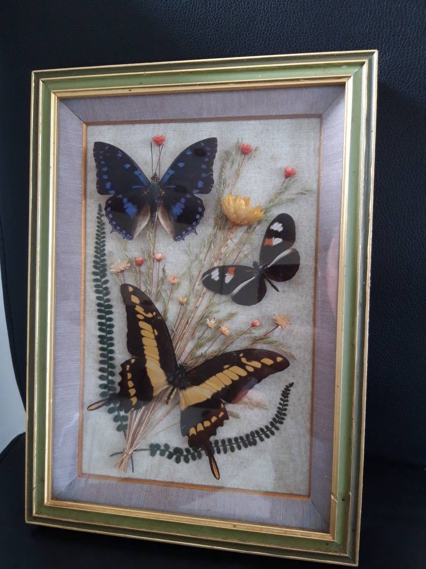 Affichage de Papillon Taxidermie Dans Le Cadre