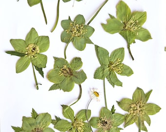 Christmas roses pressed and dried, forest wild Helleborus rare season product, Real plant art, pressed flowers for DIY