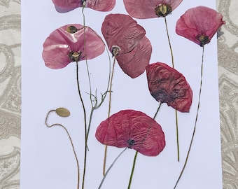 Poppies, pressed and dried  different size available big meadow blossoms, natural for diy projects, resin art, decoration, cake art