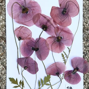 May include: A collection of pressed, dried poppy flowers with translucent, dusty pink petals and dark centers, arranged on a white rectangular sheet. The stems are thin and curved, accompanied by small, serrated green leaves and a label marked 1B.
