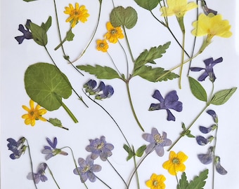 Pressed Wildflowers Collection Real Meadow Flowers – Botanical Art Set – Natural Herbarium – Cottagecore Decor – Europe Nature