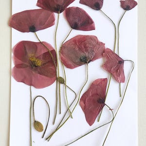 9 poppies meadow blossoms (natural, pressed) for diy projects, resin art, decoration, soap
