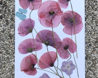 Amapolas, flores silvestres, prensadas naturalmente para proyectos de bricolaje, arte con resina, decoración, jabón.