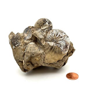 Ammonite Fossil Stone / Ammonite In Natural Rock / Jurassic Period / Fossilized Sea Creature / Fossilized Sea Shell
