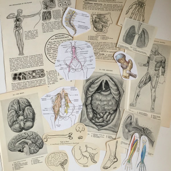 Medical Anatomy Paper Ephemera Bundle. Bones, Muscles, etc, paper collage pack for scrapbooking